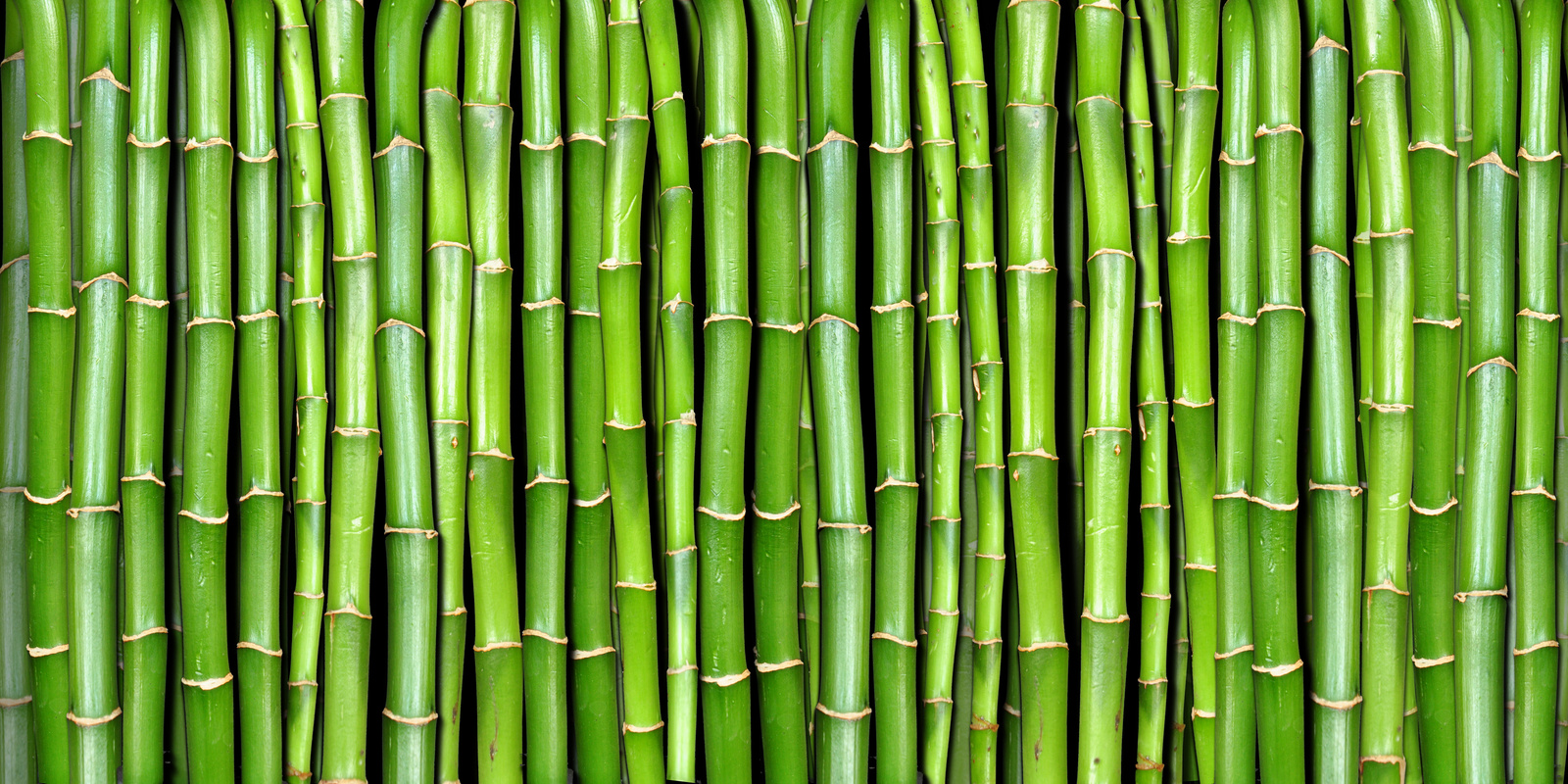 bamboo