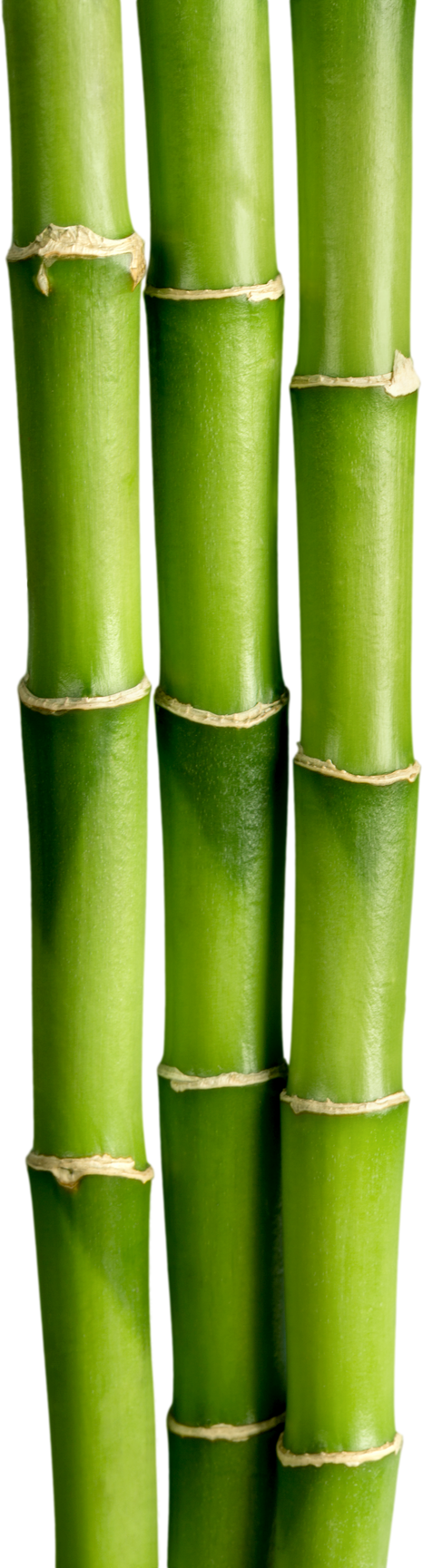 Green Bamboo Trunk