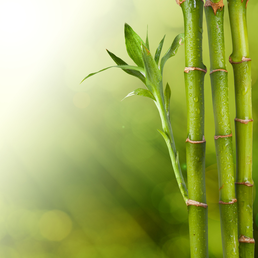 Bamboo
